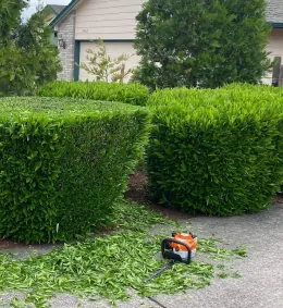 Hedges squared up, before