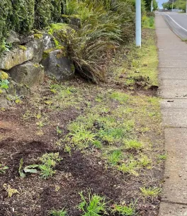 Weedy strip cleared, before