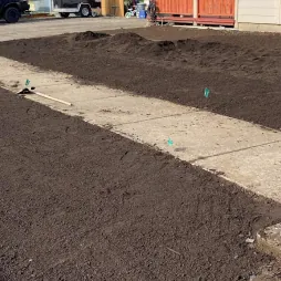 Dirt to lawn, before