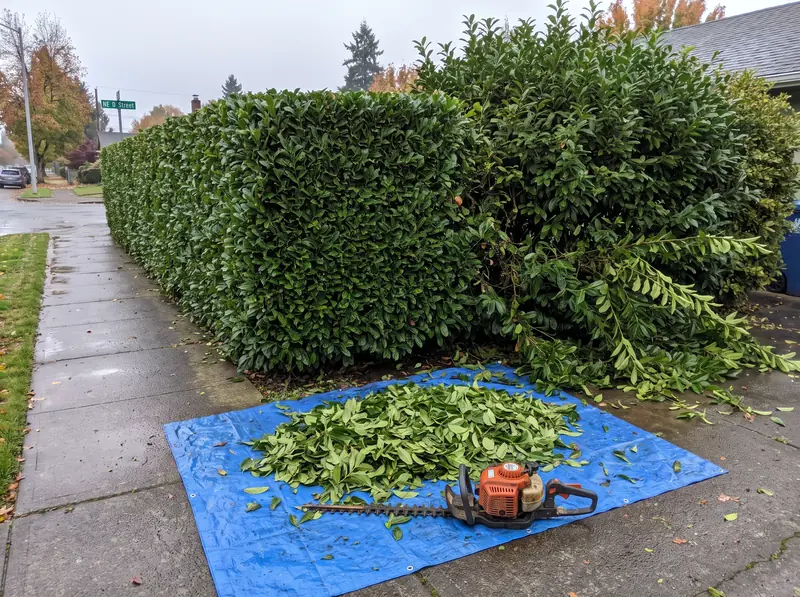 Overgrown laurel hedge being trimmed square along a Salem sidewalk