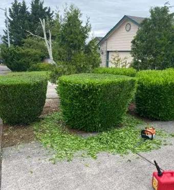 Hedges trimmed square