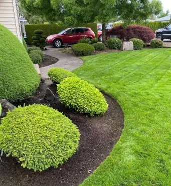 Shaped shrubs and clean bed lines