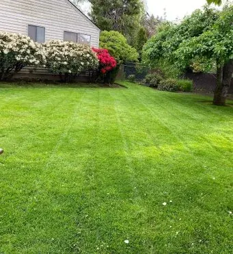 Backyard lawn after a cleanup