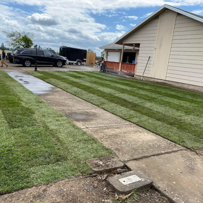 Fresh lawn along a driveway