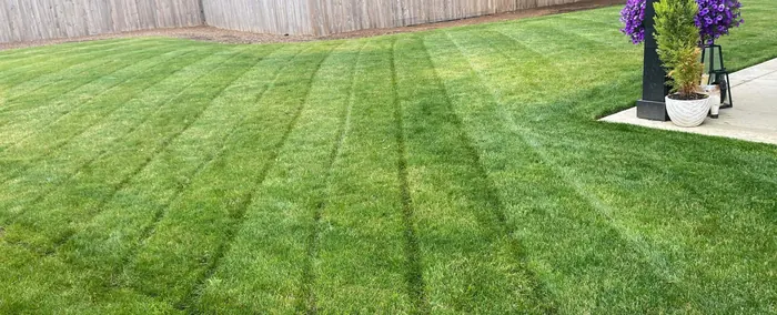 Freshly cut striped lawn in Salem