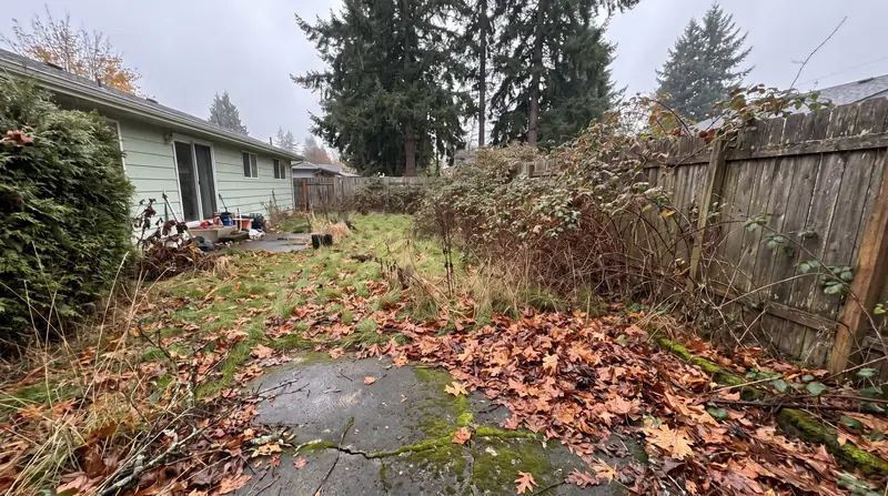 Overgrown backyard in Salem, OR with blackberry brambles, weeds and fallen leaves